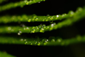 water drops on green leaf