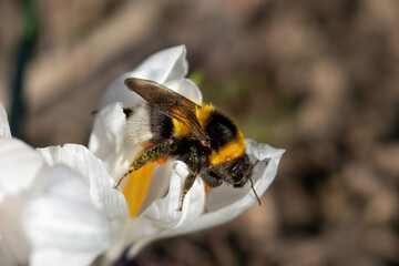 Blooming flowers - Spring time in the garden