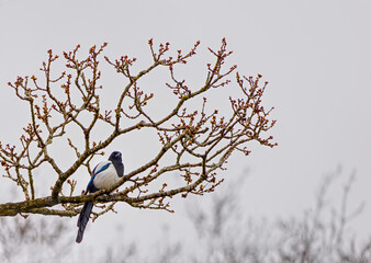 magpie sitting in a tree