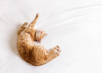 Ginger cat stretching in bed on a white blanket. The cat lies on its back and shows a dab gesture with its paws
