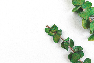 Floral green branches border composition, nature concept with white background and copy space, flat lay and top view