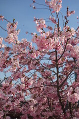 Japanische Blütenkirsche , East Asian cherry