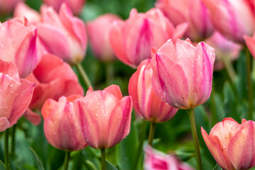 Obraz premium チューリップの花 春のイメージ