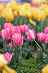 チューリップの花　春のイメージ