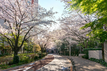 Obraz premium 六本木さくら坂の満開の桜