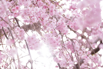  入学式や卒業式に使いやすい桜のバナー素材