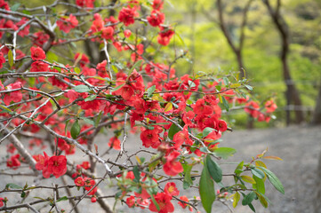 Obraz premium ボケの花