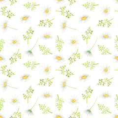 White daisy seamless pattern. Watercolor wildflowers on white background