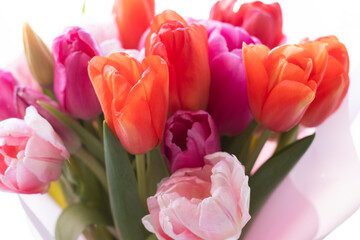 A bouquet of pink and white tulips stands upright on a light background. Growing tulips at home, pests and plant nutrition 
