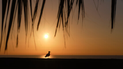 Fototapeta premium Silhouette of a seagull against sunrise with warm cloudless skies 