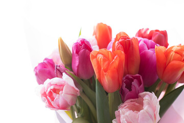A bouquet of pink and white tulips stands upright on a light background. Growing tulips at home, pests and plant nutrition 