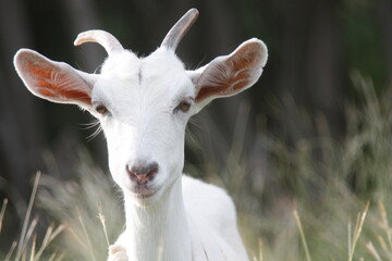 Young White Goat with Blurred Grass Background