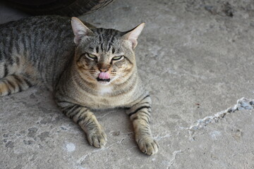 A well-fed fat cat resting his tongue on a cement floor.