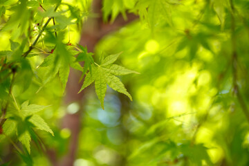 緑のモミジ　初夏のイメの