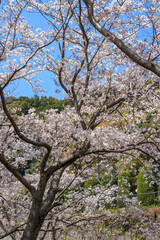 Fototapeta premium 桜の花 春のイメージ