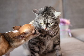 The relationship of a small dog with a big cat. Disagreements and quarrels between two rivals.