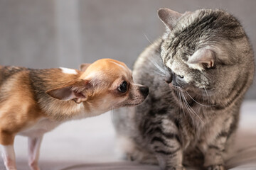 The relationship of a small dog with a big cat. Disagreements and quarrels between two rivals.