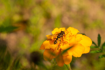 Closeup of  yellow and black striped fly sitting on an orange flower on a summer sunny day
