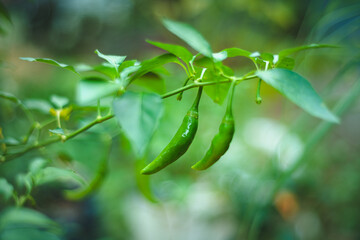 Fototapeta premium Green chilies hanging on a branch, raw and fresh concept.