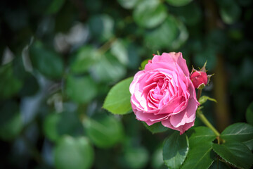 バラの花　屋外撮影