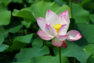 Fototapeta premium pink lotus flower blooming in pond. 