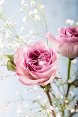 Fresh roses in lilac color in front of a blue wooden background. Floral background.