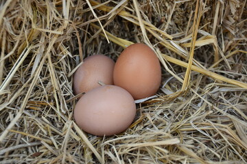 The hens hatched their eggs in the hen.