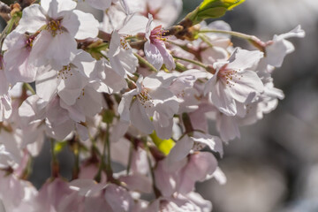 Fototapeta premium Pink cherry blossom in spring