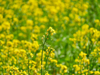 満開の菜の花畑