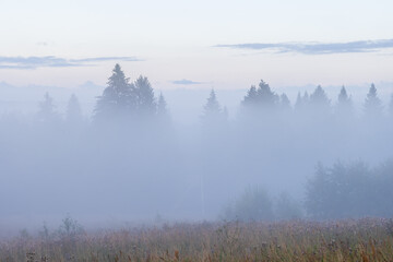 Naklejka na ściany i meble Morning fog over the clearing and forest. Beautiful summer foggy landscape. View of trees in the fog. Summer nature in the countryside. Scenic misty rural scape. Amazing soft mist. Natural background.