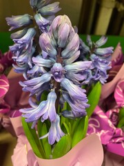 Purple Hyacinth flower in full bloom