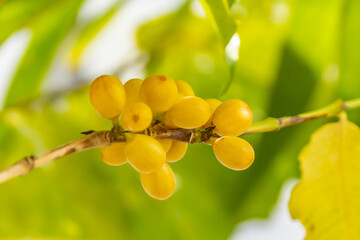 Coffee berries from the botanical garden