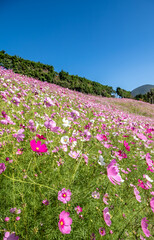 Obraz premium コスモスの花 秋のイメージ