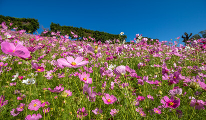 Obraz premium コスモスの花 秋のイメージ