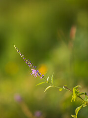 Purple little flower veronica on a green background on a sunny day