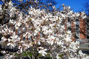 White and pink flower of a star magnolia (magnolia stellata) tree in spring © eqroy