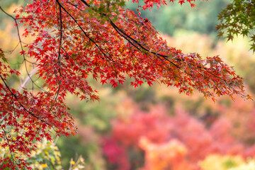 紅葉　秋のイメージ