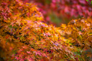 紅葉　秋のイメージ