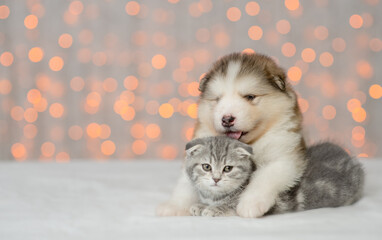 Fototapeta na wymiar Alaskan malamute puppy embraces kitten on festive background. Empty space for text