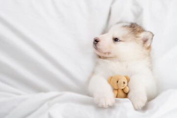 Cute alaskan malamute puppy hugging toy bear and lying on it back under white blanket at home and looking away on empty space. Top down view