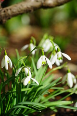 Tiny white snowdrop galanthus flowers in bloom