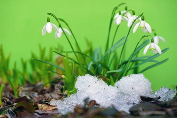 Tiny white snowdrop galanthus flowers in bloom