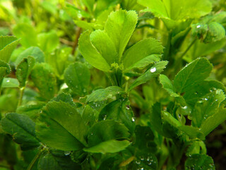 raindrops on leaves in spring