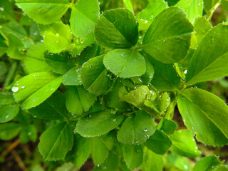 raindrops on leaves in spring