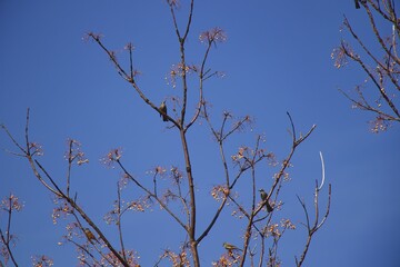 branches against blue sky