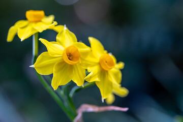 Obraz premium 水仙の花 初春イメージ