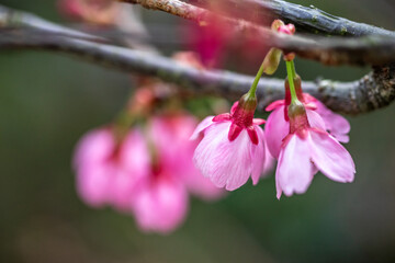 Obraz premium 桜の花 春のイメージ