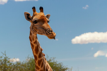Wild african life. A large common South African giraffe on the summer blue sky.