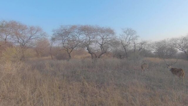 Spotted deer spotted in the grasslands at Ranthambore, Rajasthan