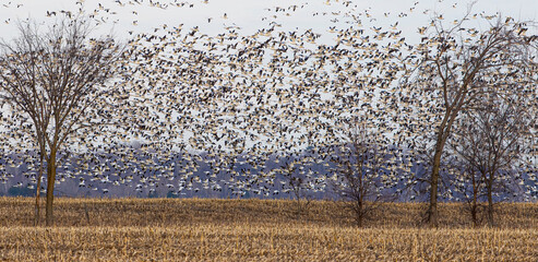 Thousands of migrating Snow Geese (Chen caerulescens) fly off from Bourget, Ontario, Canada